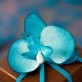 Mini orchidées de couleur (x6) turquoise