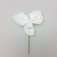 Mini orchidées de couleur (x6) blanche