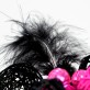 Plumes noir (x20)