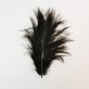 Plumes noir (x20)