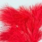 Plumes rouge (x20)