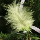 Plumes vert anis (x20)