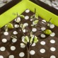 Serviettes à pois (x20) chocolat / blanc
