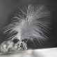 Plumes gris (x20)