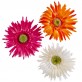 Grands gerberas fuchsia (x4)