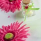 Grands gerberas fuchsia (x4)