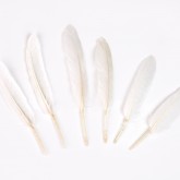 Plumes droites blanc (x6)