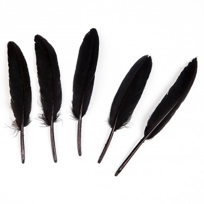 Plumes droites noir (x6)