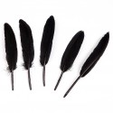 Plumes droites noir (x6)