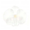 Orchidées à parsemer (x6) blanches