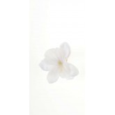 Orchidées sur pince (x6) blanches