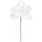 Mini orchidées de couleur (x6) blanche
