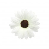 Marguerites blanc (x24)