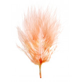 Plumes Corail (x20)