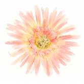 Grands gerberas rosé (x4)