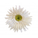 Grands gerberas Blanc (x4)