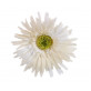 Grands gerberas Blanc (x4)