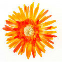 Grands gerberas orange (x4)