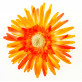 Grands gerberas orange (x4)