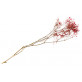 Branche gypsophiles séchées rose